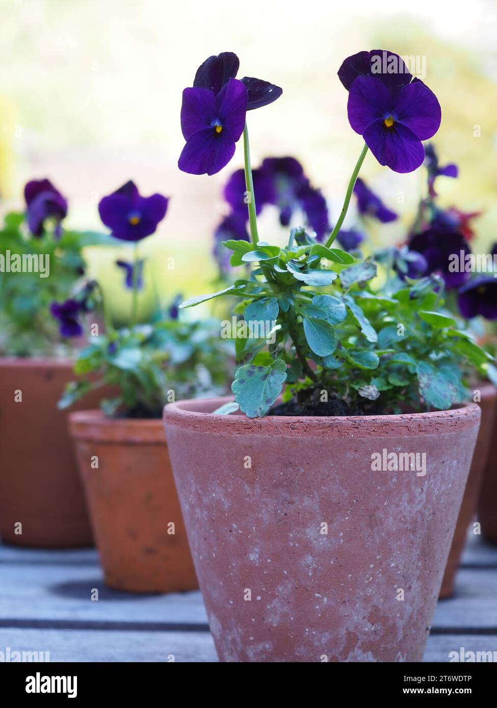 Primo piano di piccoli vasi in terracotta che contengono piante di Viola "mora" con fiori viola scuri su un tavolo da giardino nel tardo autunno/inizio inverno Foto Stock