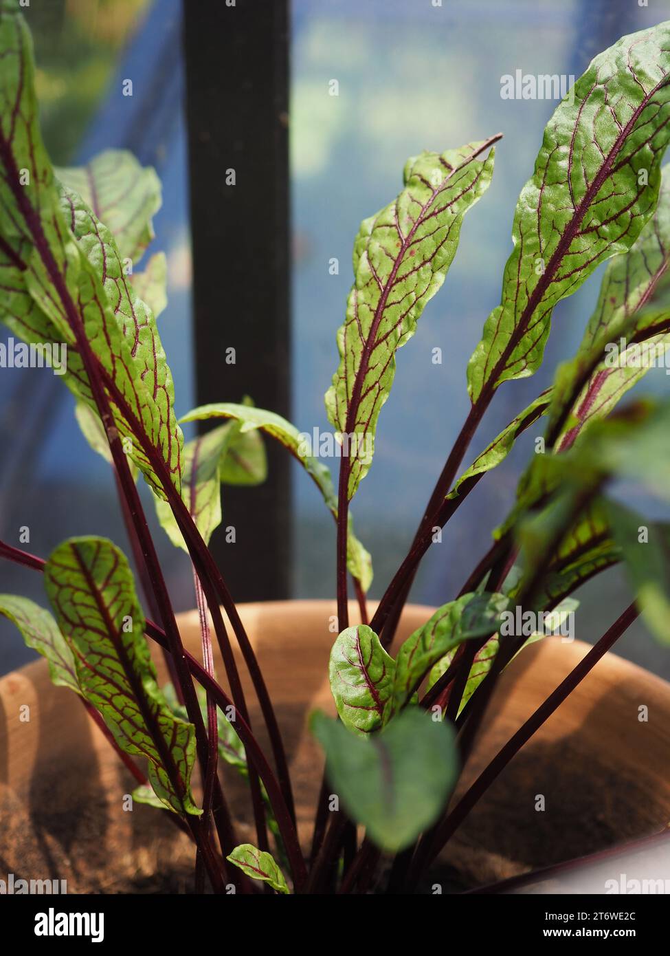 Primo piano delle foglie di sorrel venato rosso (Rumex sanguineus) che crescono come un raccolto di insalata invernale in un vaso in una serra britannica a novembre Foto Stock