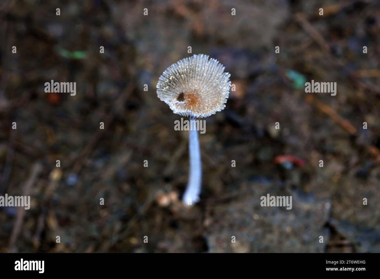 Piccoli funghi dopo la pioggia nell'ambiente ecologico naturale, nella Cina settentrionale Foto Stock