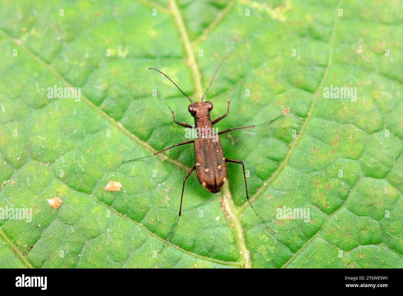 Gli scarabei di tigre macchiati abitano le piante selvatiche della Cina settentrionale Foto Stock