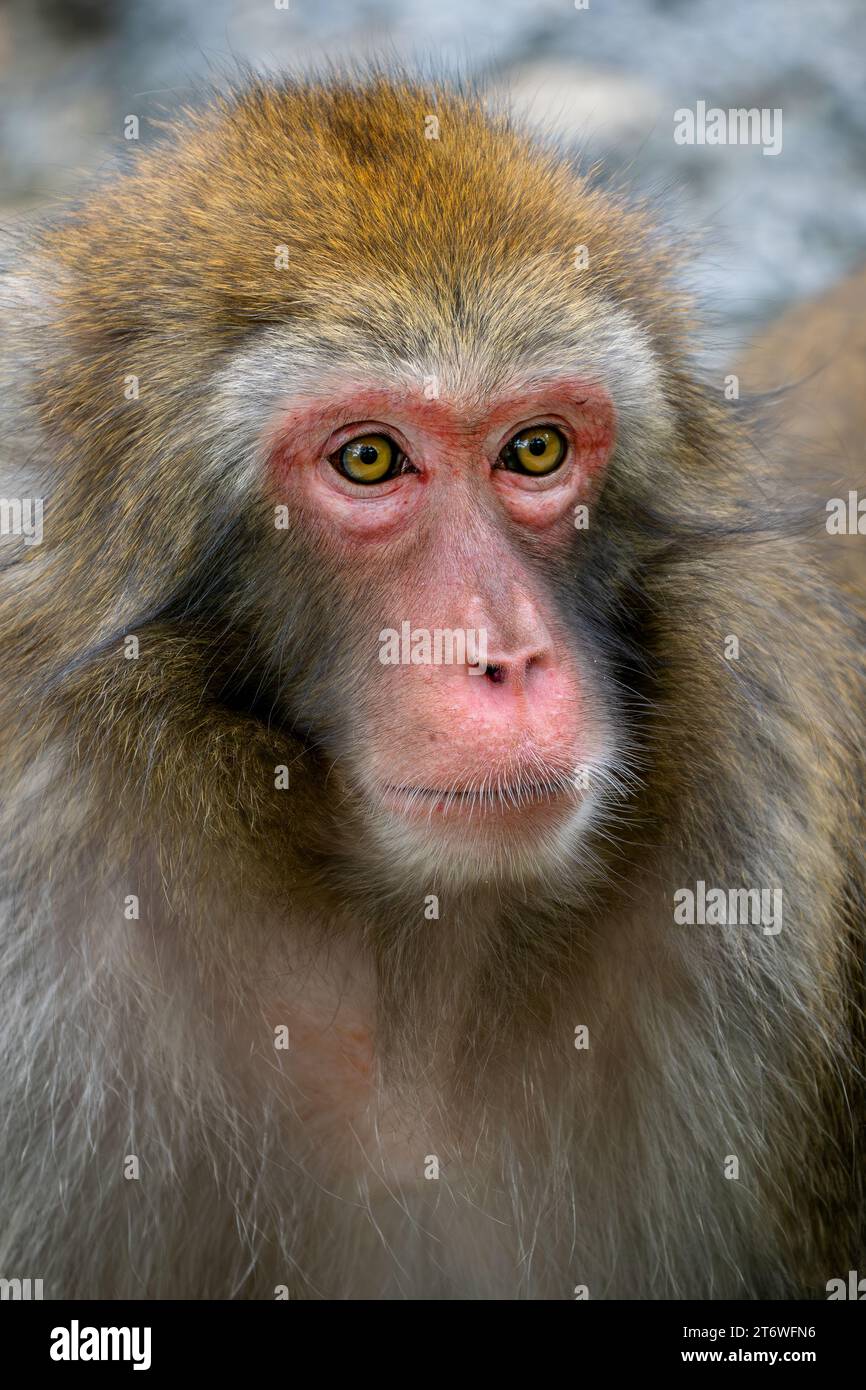 Macaque Giapponese - Macaca fuscata, splendido primate unico nativo delle montagne, dei boschi e delle foreste giapponesi. Foto Stock