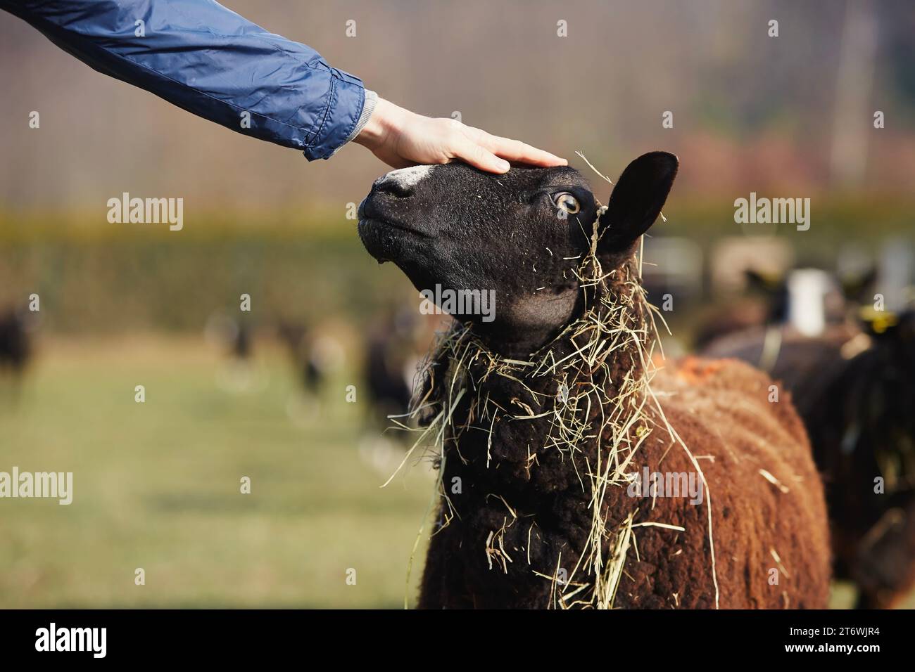 Mano di un contadino che accarezza le pecore carine contro la mandria sul pascolo. Fattoria biologica in campagna. Temi agricoltura sostenibile, ecologia e cura degli animali. Foto Stock