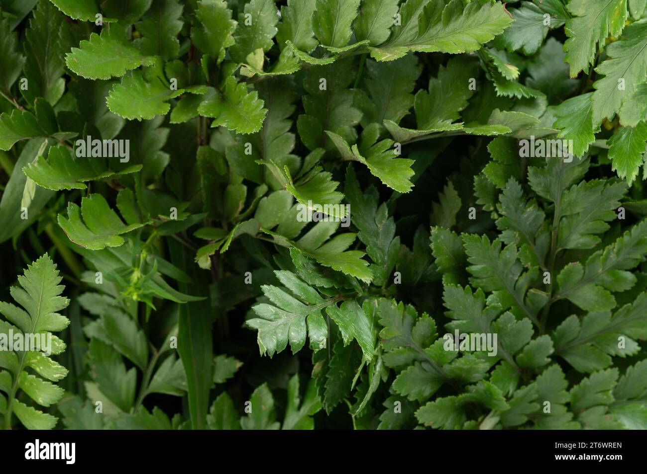 Vista ravvicinata macro di sfondo astratto delle foglie verdi delle piante Foto Stock