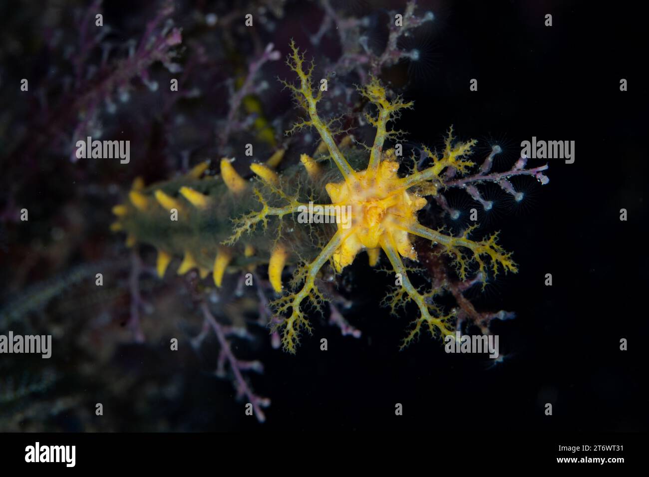 I piccoli cetrioli marini, Colochirus robustus, filtrano il materiale organico dalla corrente che scorre da una barriera corallina biodiversa a Raja Ampat, Indonesia. Foto Stock