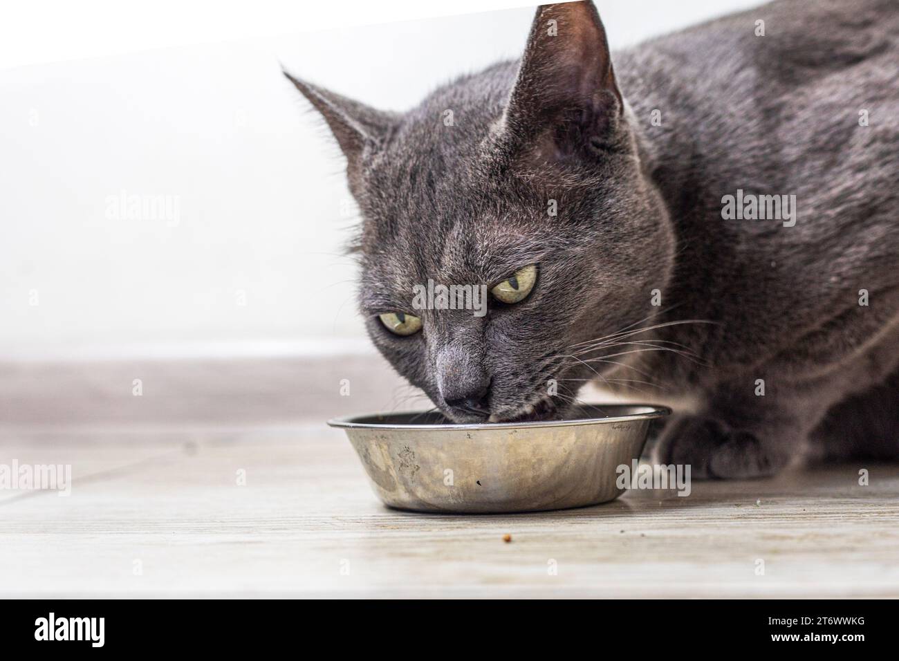 Il gatto birmano americano mangia cibo secco in cucina. cura degli animali domestici Foto Stock