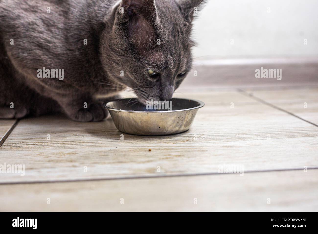 Il gatto birmano americano mangia cibo secco in cucina. cura degli animali domestici Foto Stock