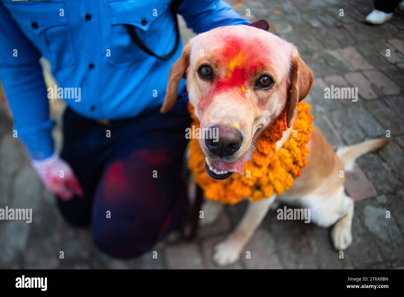 Un cane della polizia nepalese visto decorato con ghirlande di colori e fiori dal suo gestore durante una giornata di culto del cane che viene celebrata come parte del festival di Tihar. Tihar è il secondo festival più grande del Nepal che è dedicato a diversi animali o oggetti di culto, tra cui mucche e cani. Il festival celebra la potente relazione tra umani, dei e animali. (Foto di Prabin Ranabhat / SOPA Images/Sipa USA) Foto Stock