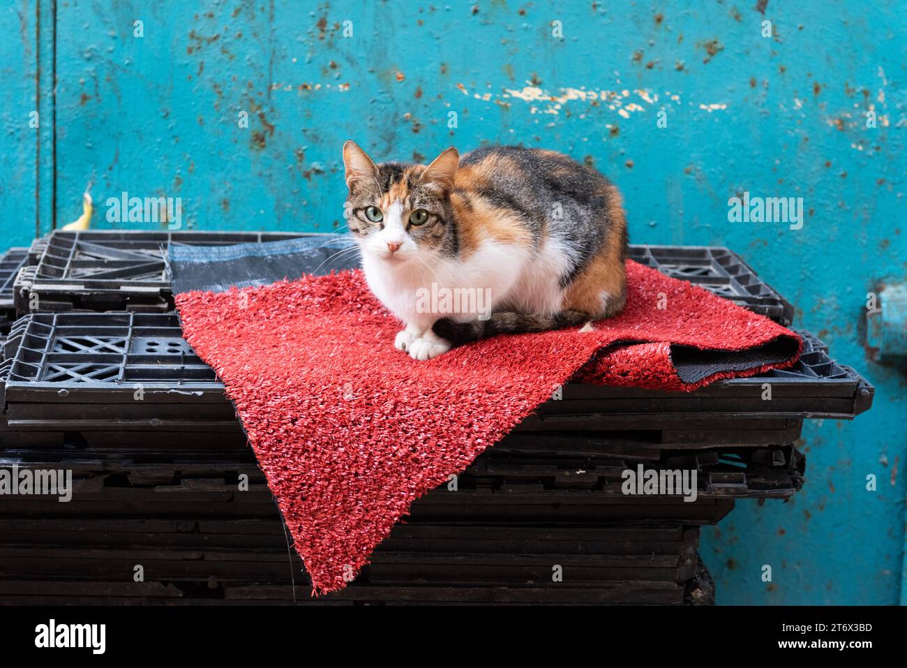 Un gatto selvatico, calico, si riposa su un tappetino rosso su uno sfondo dipinto di blu. Foto Stock