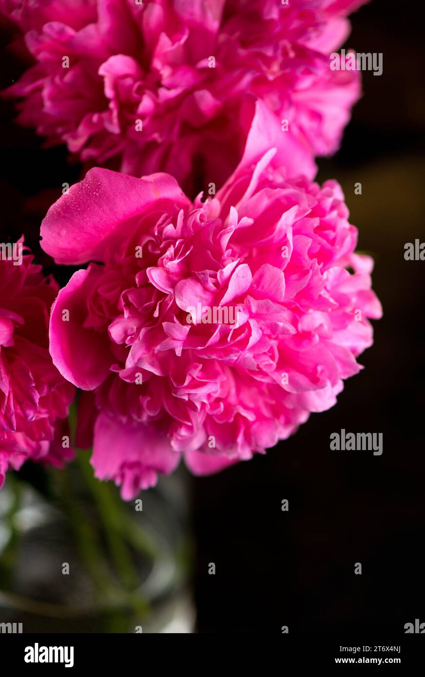 Sfondo floreale rosa. Bouquet di sfondo di bellissime peonie rosa. Fiori di peonia in fiore, primo piano. Sfondo del matrimonio, concetto di San Valentino. Foto Stock