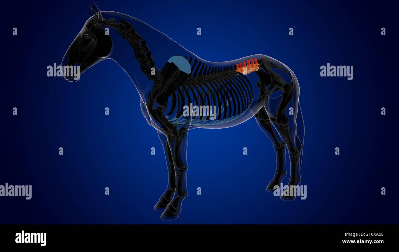 Vertebre lombari anatomia dello scheletro del cavallo per il rendering 3D di concetto medico Foto Stock