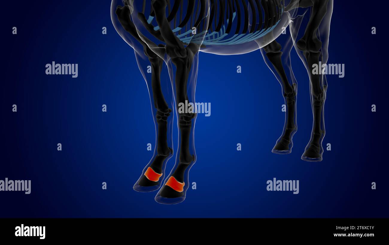 Anatomia dello scheletro del cavallo dell'osso del pastern corto per il rendering 3D del concetto medico Foto Stock