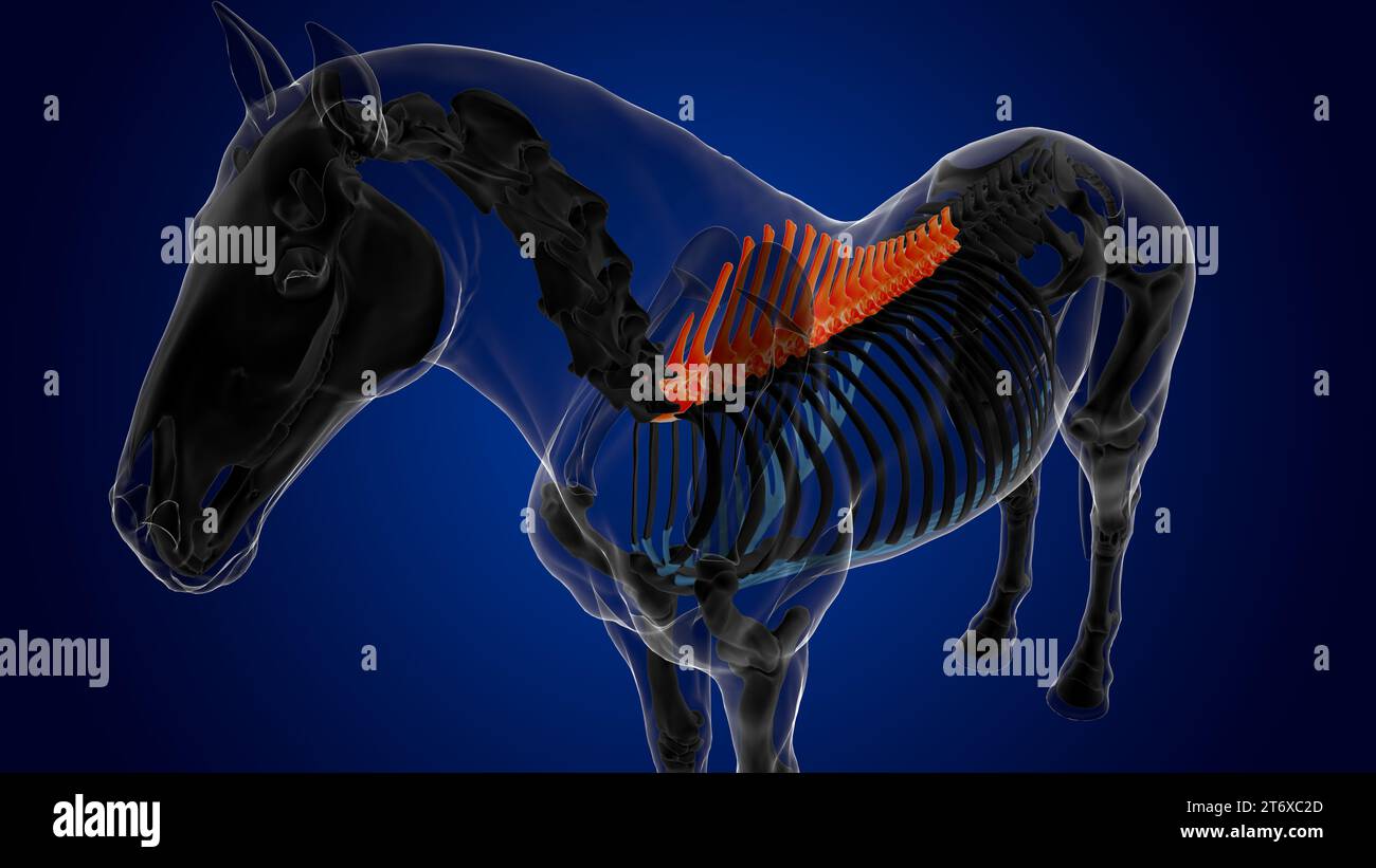 Vertebre toraciche anatomia dello scheletro di cavallo per il rendering 3D di concetto medico Foto Stock