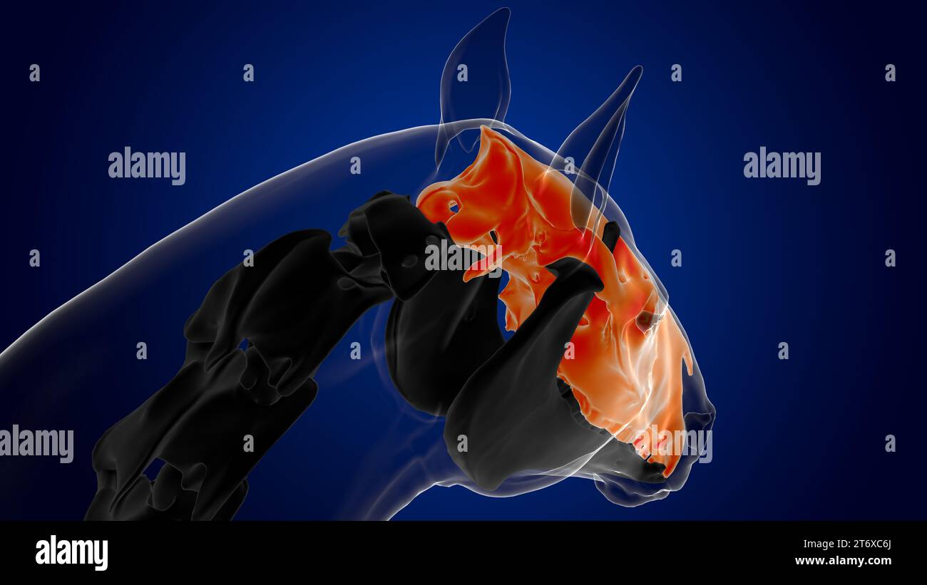 Anatomia dello scheletro dell'osso del cranio dello scheletro del cavallo per il rendering 3D del concetto medico Foto Stock