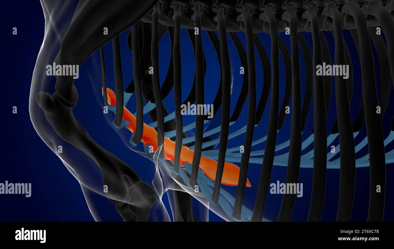 Anatomia dello scheletro del cavallo osseo dello sterno per il rendering 3D di concetto medico Foto Stock