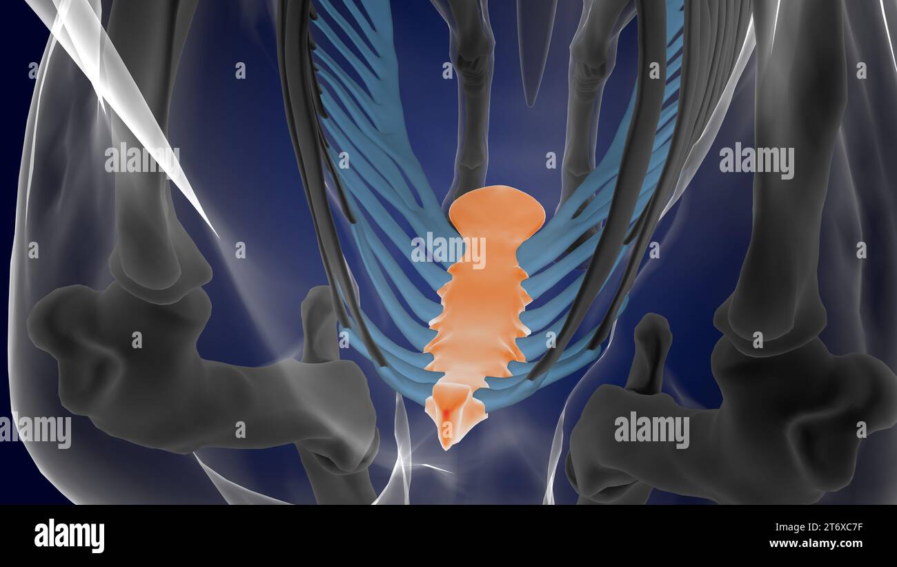 Anatomia dello scheletro del cavallo osseo dello sterno per il rendering 3D di concetto medico Foto Stock
