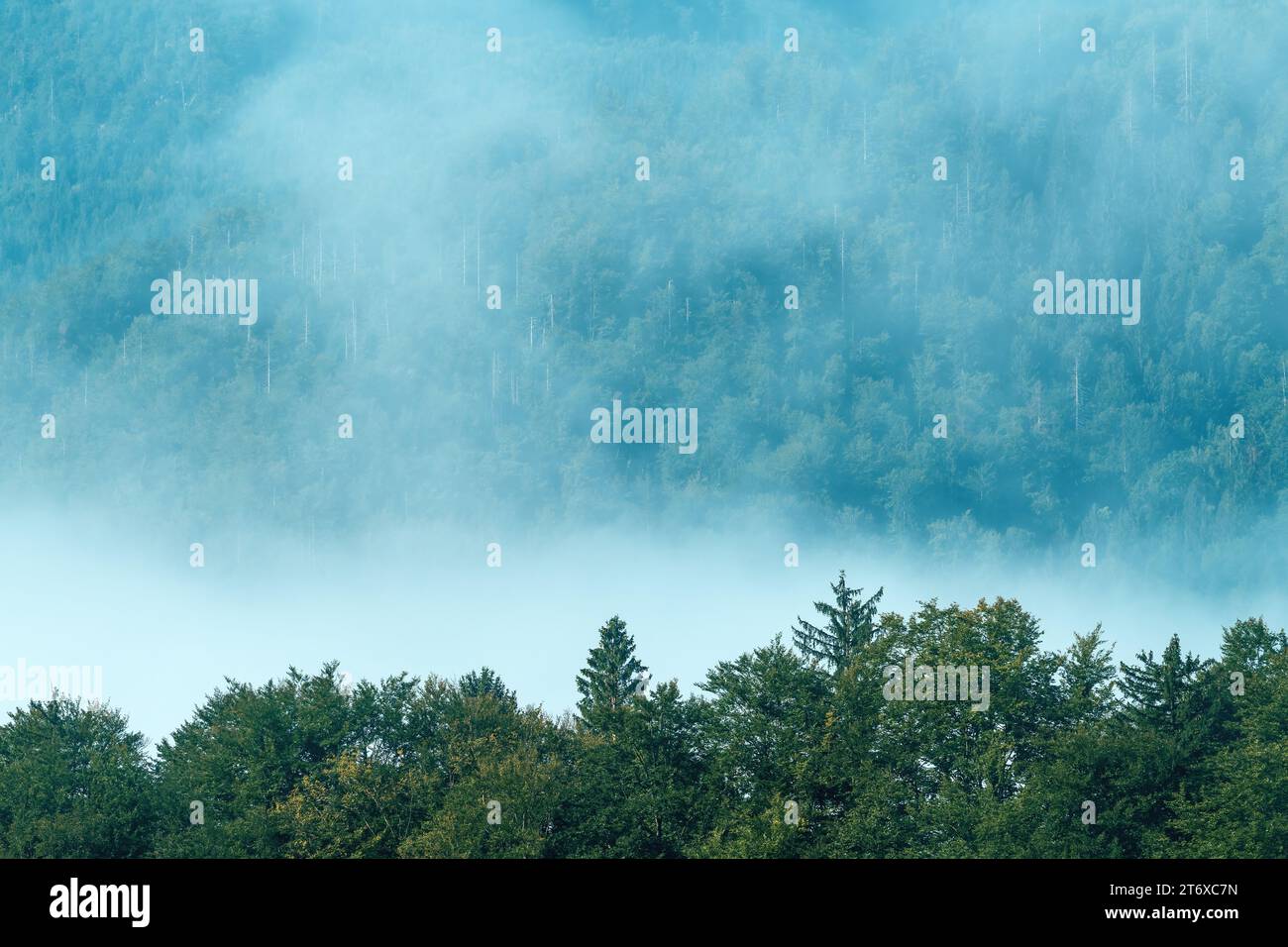 Nebbia mattutina nel bellissimo paesaggio forestale alpino, concentrazione selettiva Foto Stock