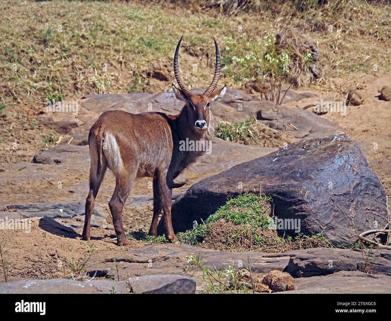 Adulto maschio Defassa waterbuck (Kobus ellipsiprymnus defassa) corna fini sulla riva del fiume Ewaso Narok in arida macchia erbosa - Laikipia, Kenya, Africa Foto Stock