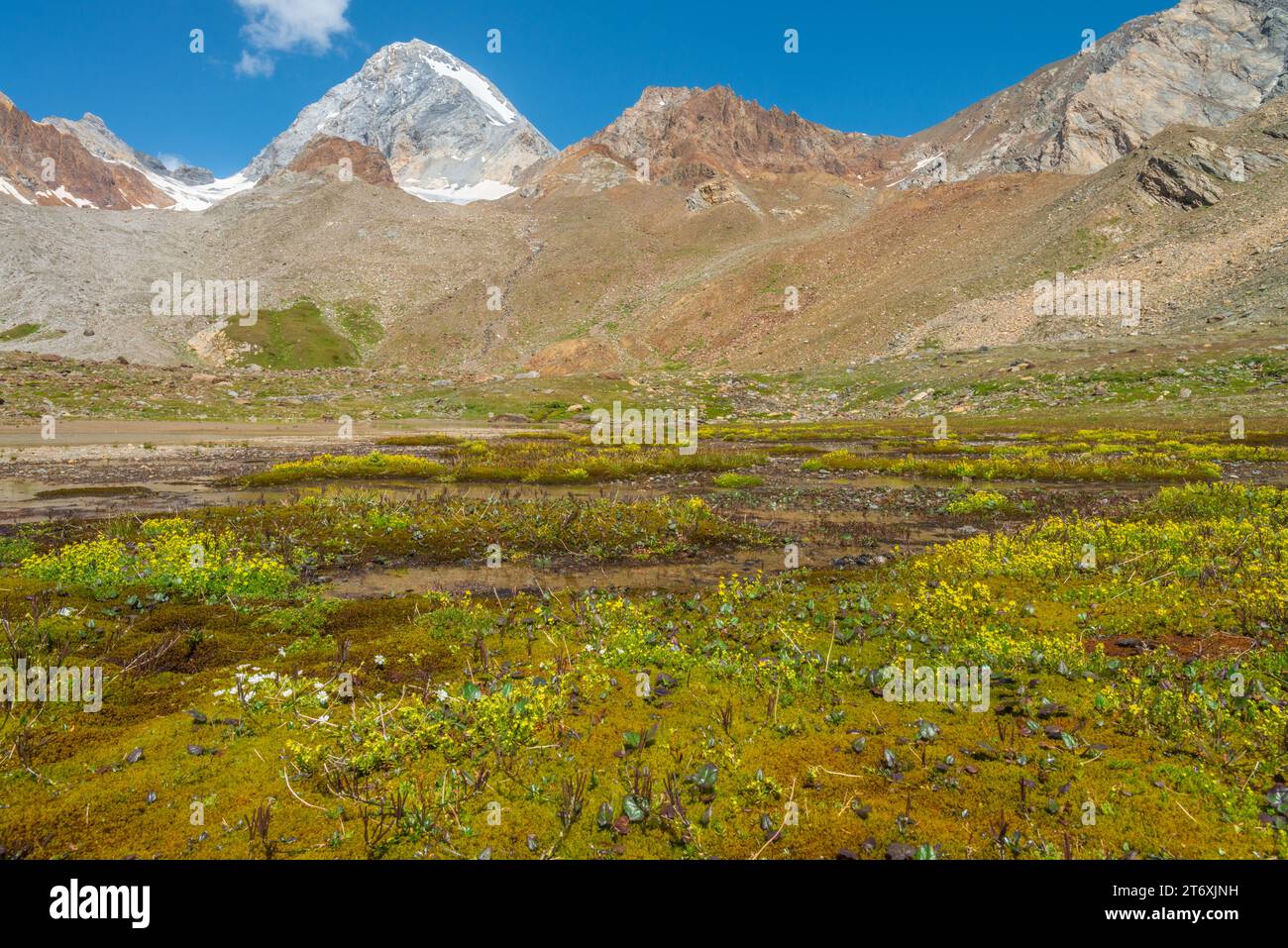 Prato erboso con fiori estivi sotto una cresta scura di montagne e un torreggiante picco alpino con un piccolo ghiacciaio Foto Stock