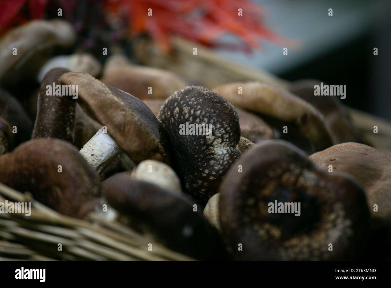 I funghi Shiitake giapponesi cucinano la salsa di pomodoro in uno stand di Street food a Tokyo. Foto Stock