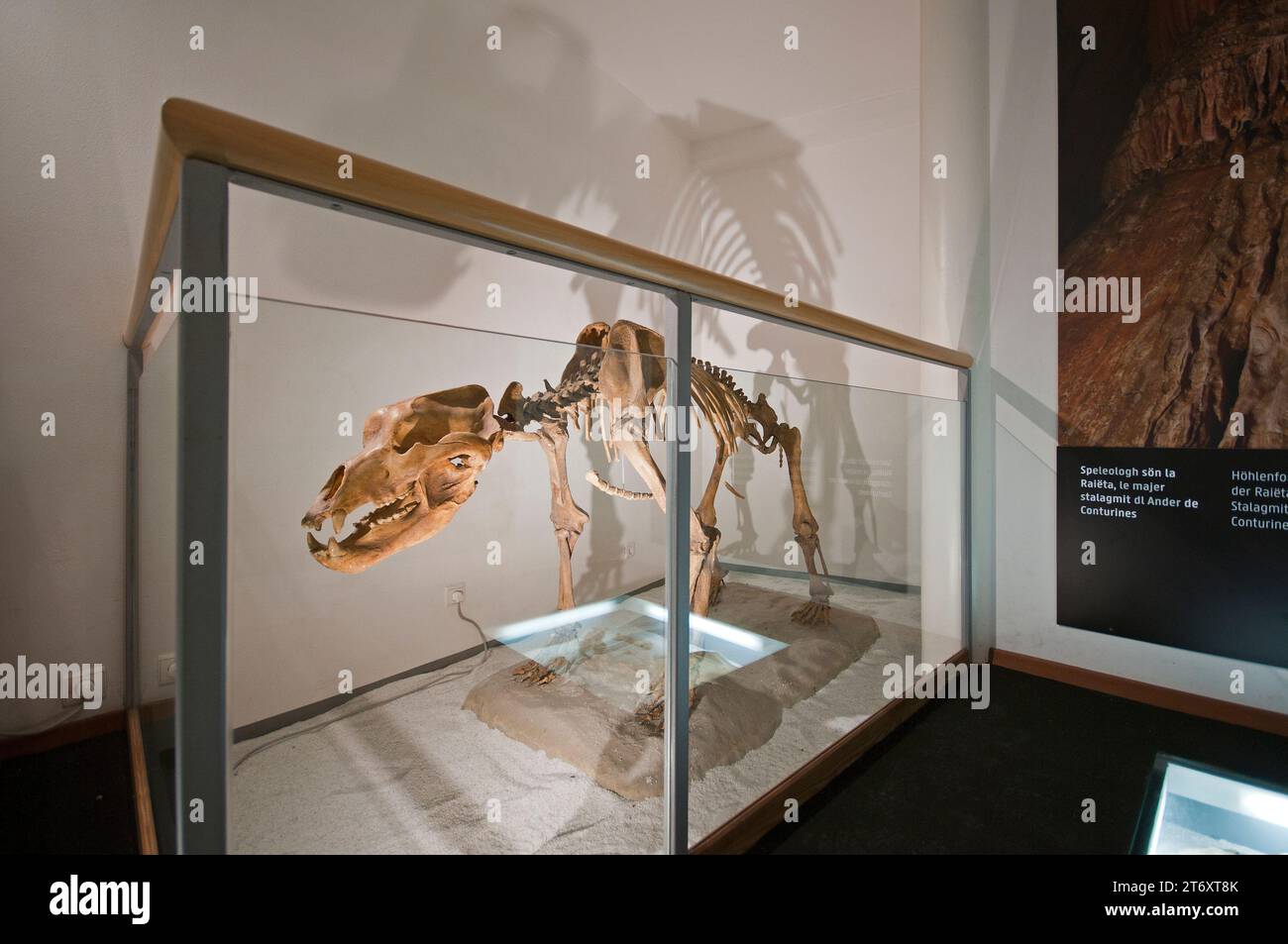 Scheletro di orso grotta (Ursus spelaeus) presso il Centro visite del Parco naturale Fanes-Senes-Braies, San Vigilio di Marebbe, Trentino-alto Adige, Italia Foto Stock