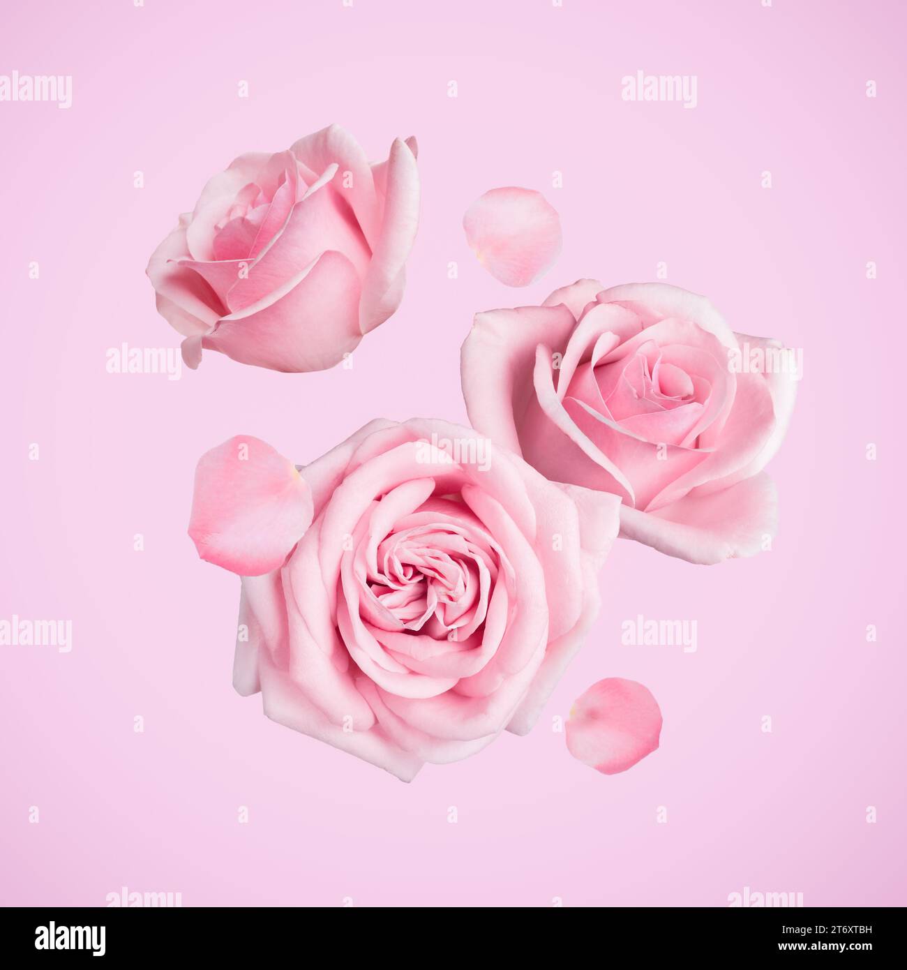 Bellissime rose pastello e petali che cadono su sfondo rosa Foto Stock