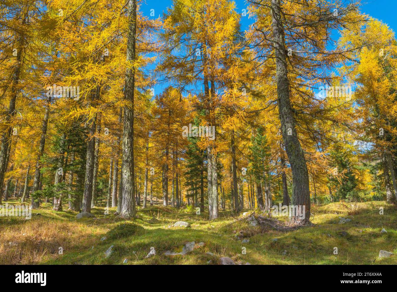 Vivace foresta di larici in autunno, splendidi boschi di montagna in piena vegetazione autunnale con tutti gli alberi gialli Foto Stock