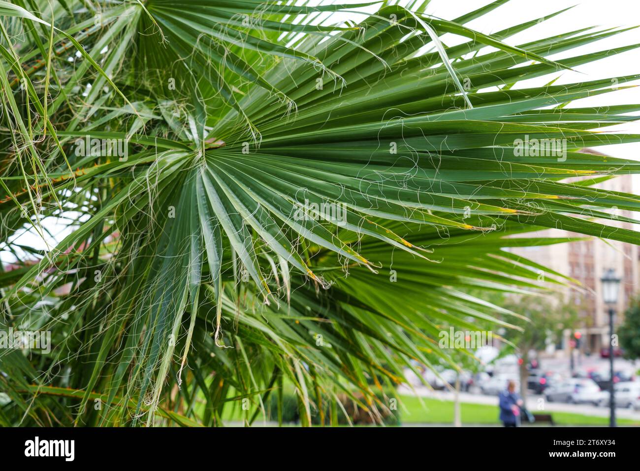 Foglia di palma Washingtonia filifera con fili sospesi. Foglie di alberi tropicali e fibre lunghe simili a fili Foto Stock