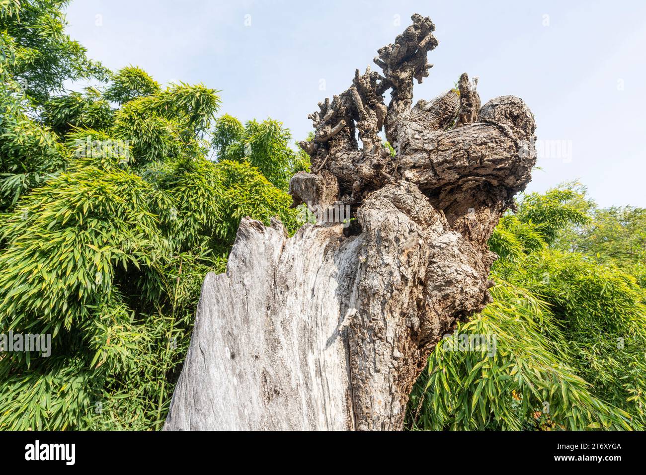 Dettaglio del tronco di un vecchio albero morto Foto Stock