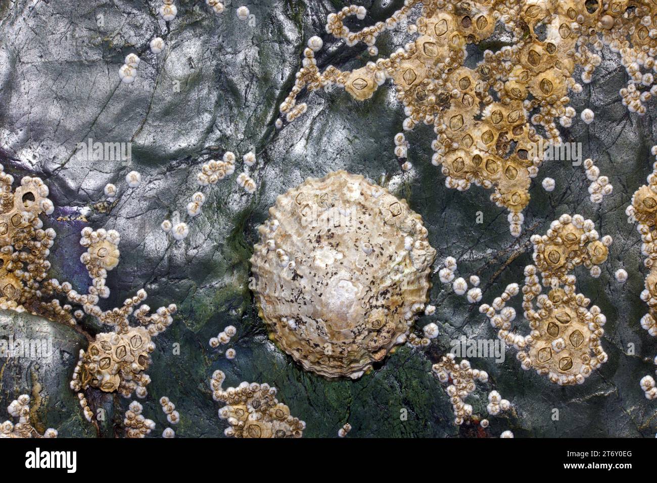 Qui sono mostrati una limpetta e dei barnacles sulla roccia costiera del Galles del Nord. Foto Stock