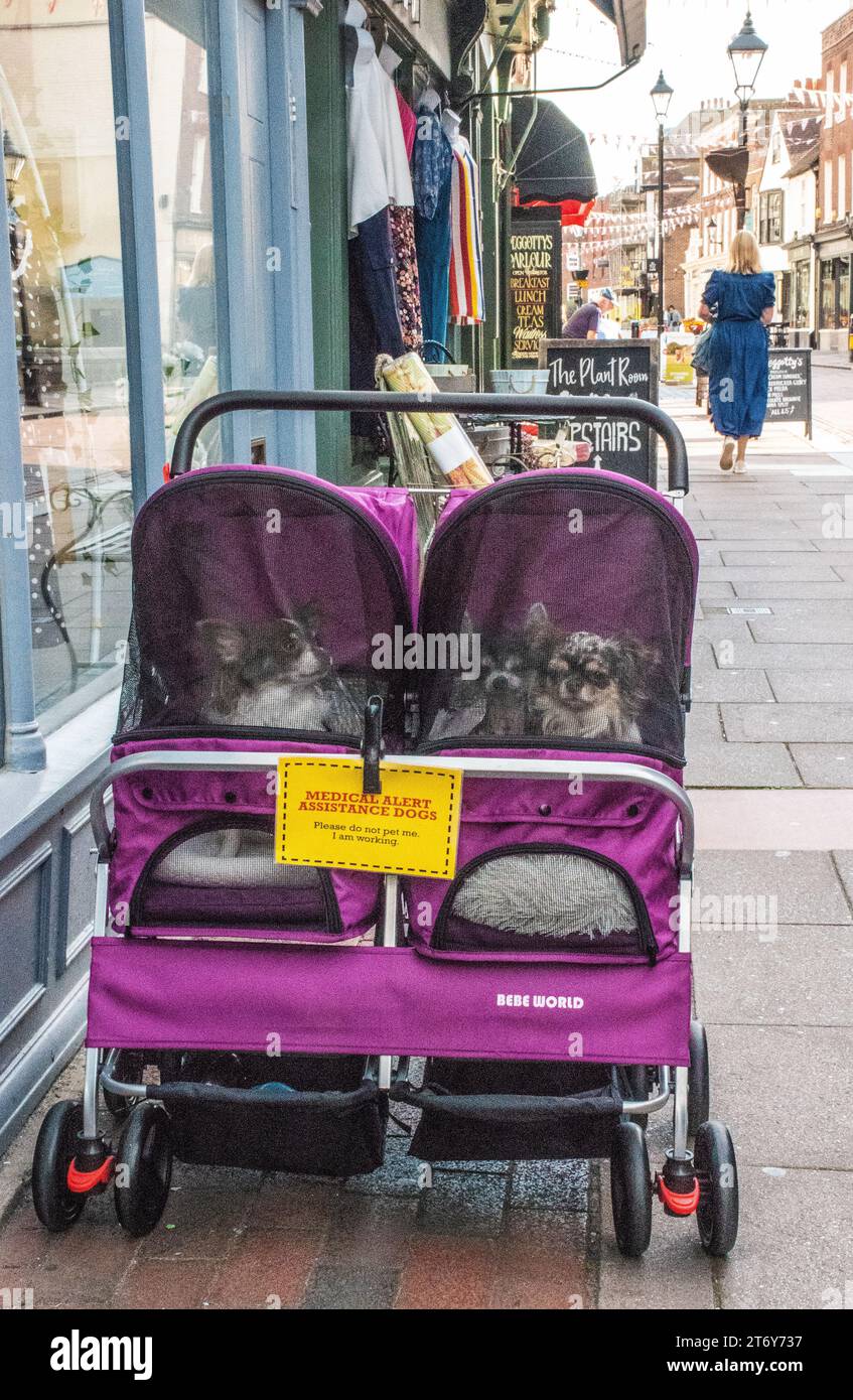 Tre "cani assistente di allerta medica" in buggy costruito purpse. Foto Stock