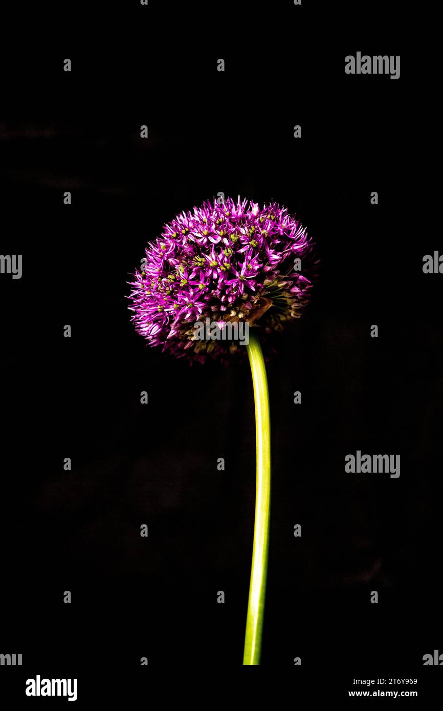 Fotografia del fiore viola di Allium Foto Stock