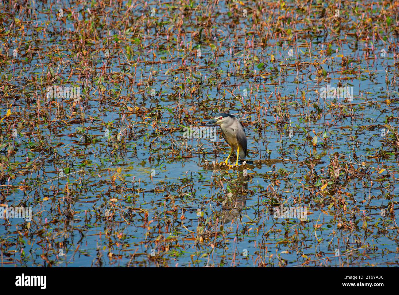 Heron notturno con corona nera (Nycticorax nycticorax) su piante paludose, lago Işıklı, Civril, Denizli, Turchia Foto Stock