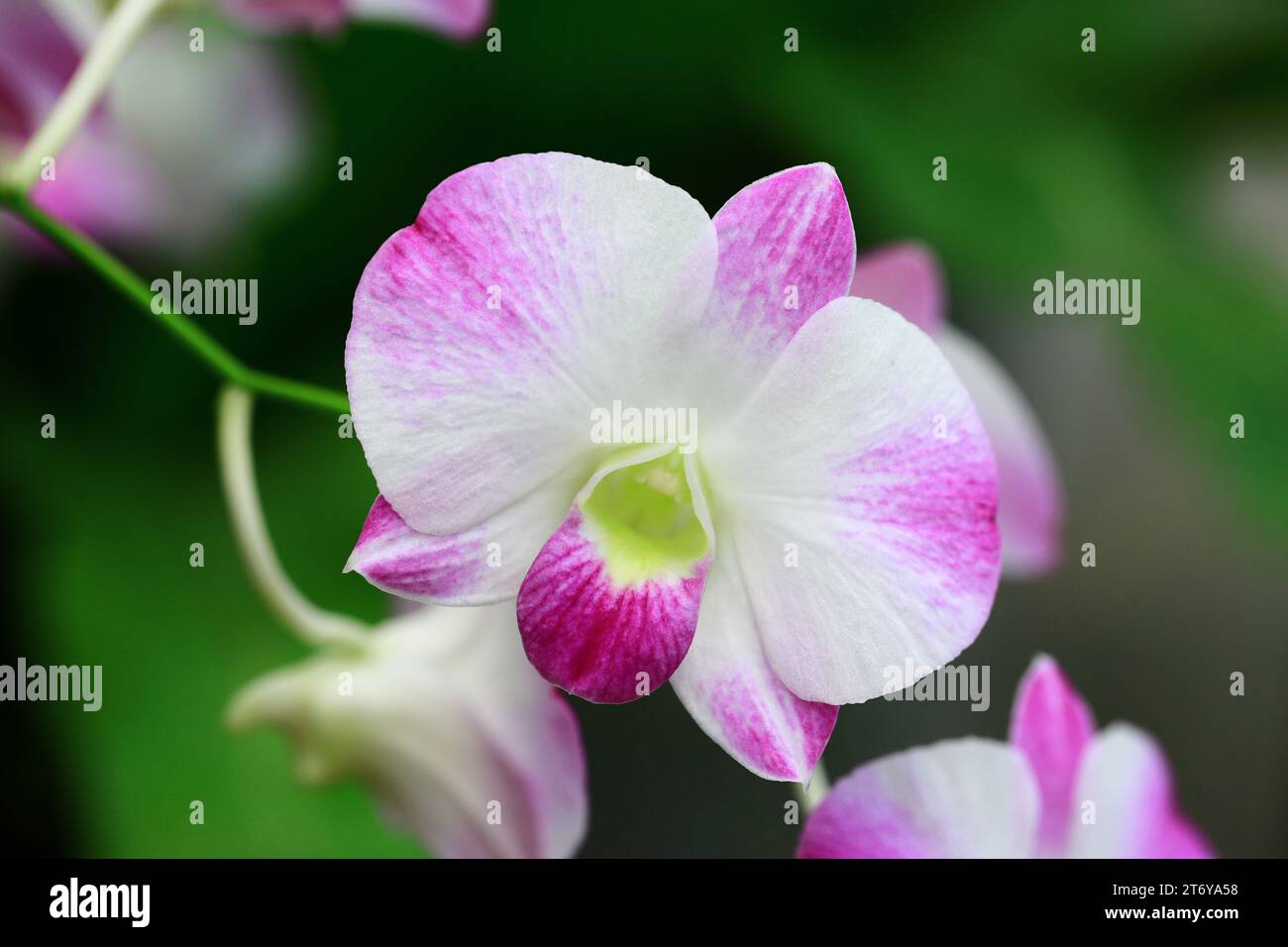 Coloratissimi fiori di Dendrobium o Orchidea che fioriscono nel giardino Foto Stock