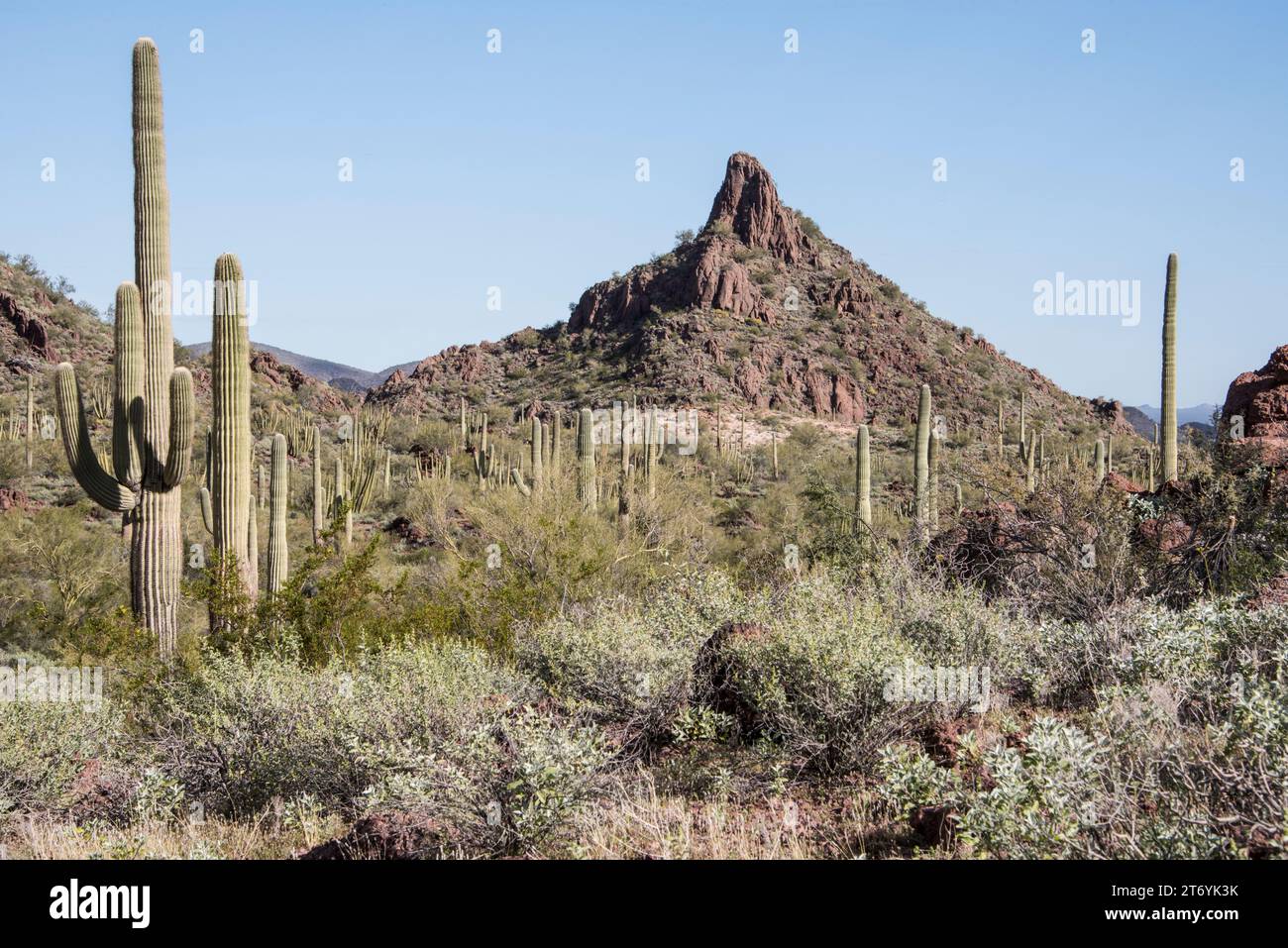 Puerto Blanco Drive, estremità nord, cielo blu, panoramica, paesaggio, saguaro, cactus, deserto, deserto di sonora, deserto verde, Foto Stock