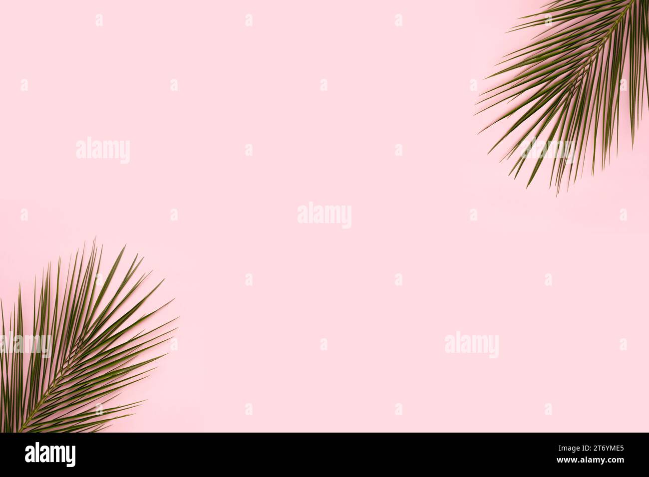 Palma con cornice in rosa Foto Stock