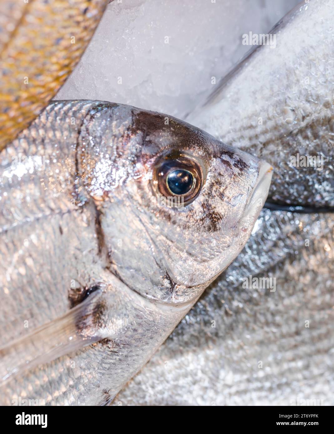 Vicino al negozio di pesce fresco Foto Stock