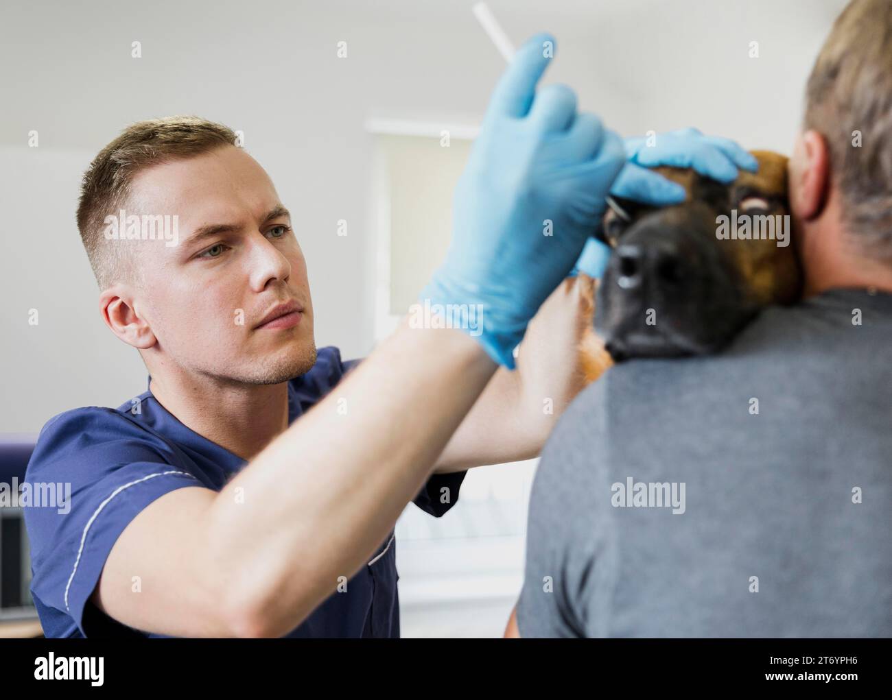 Primo piano medico che controlla l'occhio del cane Foto Stock