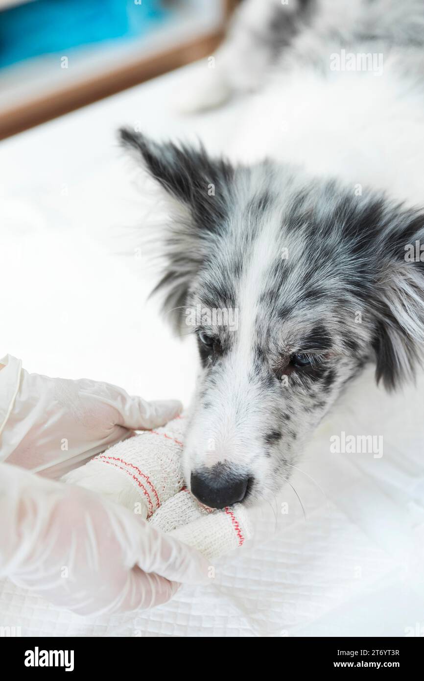 Cane ferito con bendatura bianca sul suo arto zampa Foto Stock