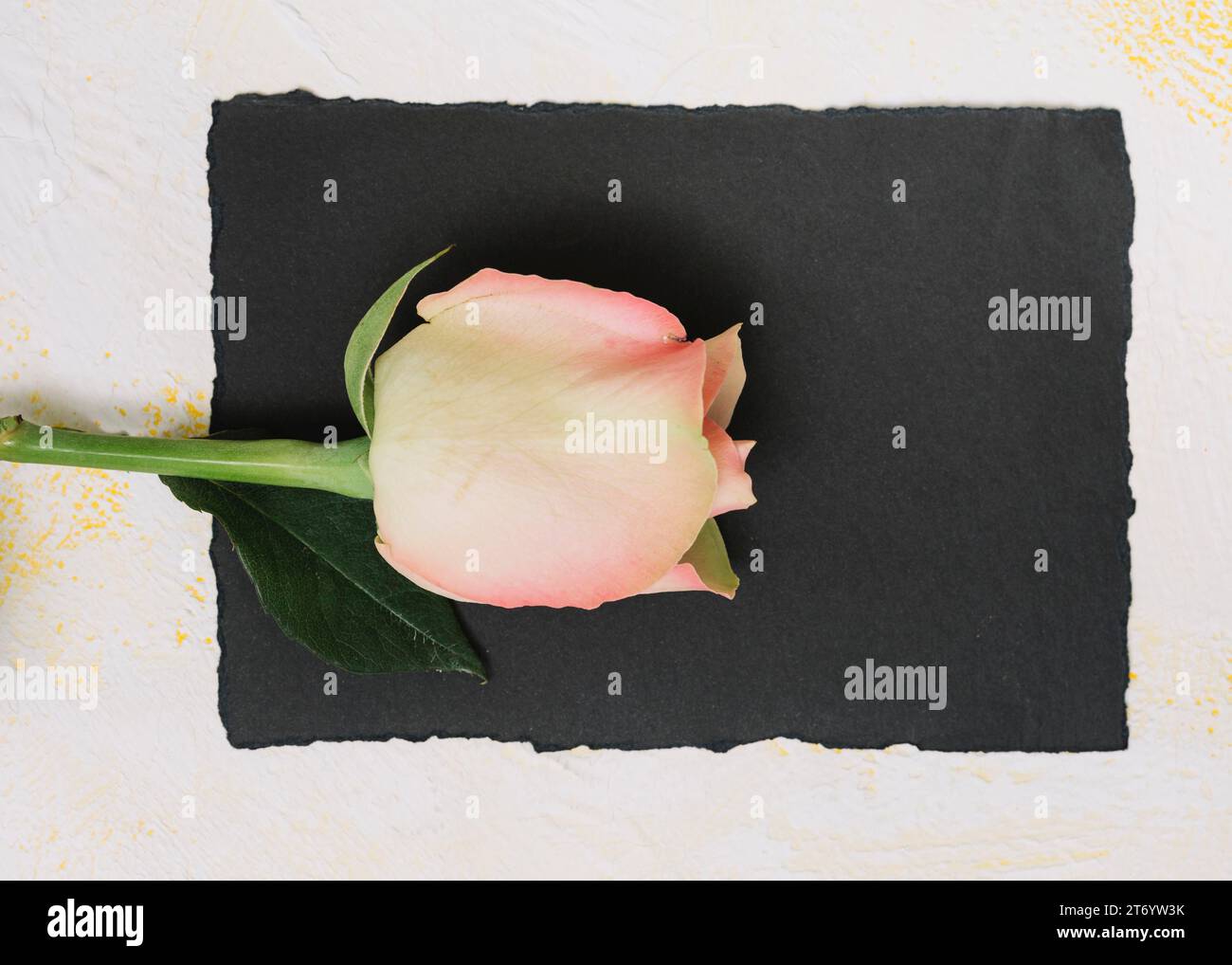 Rosa rosa con tavolo bianco di carta Foto Stock