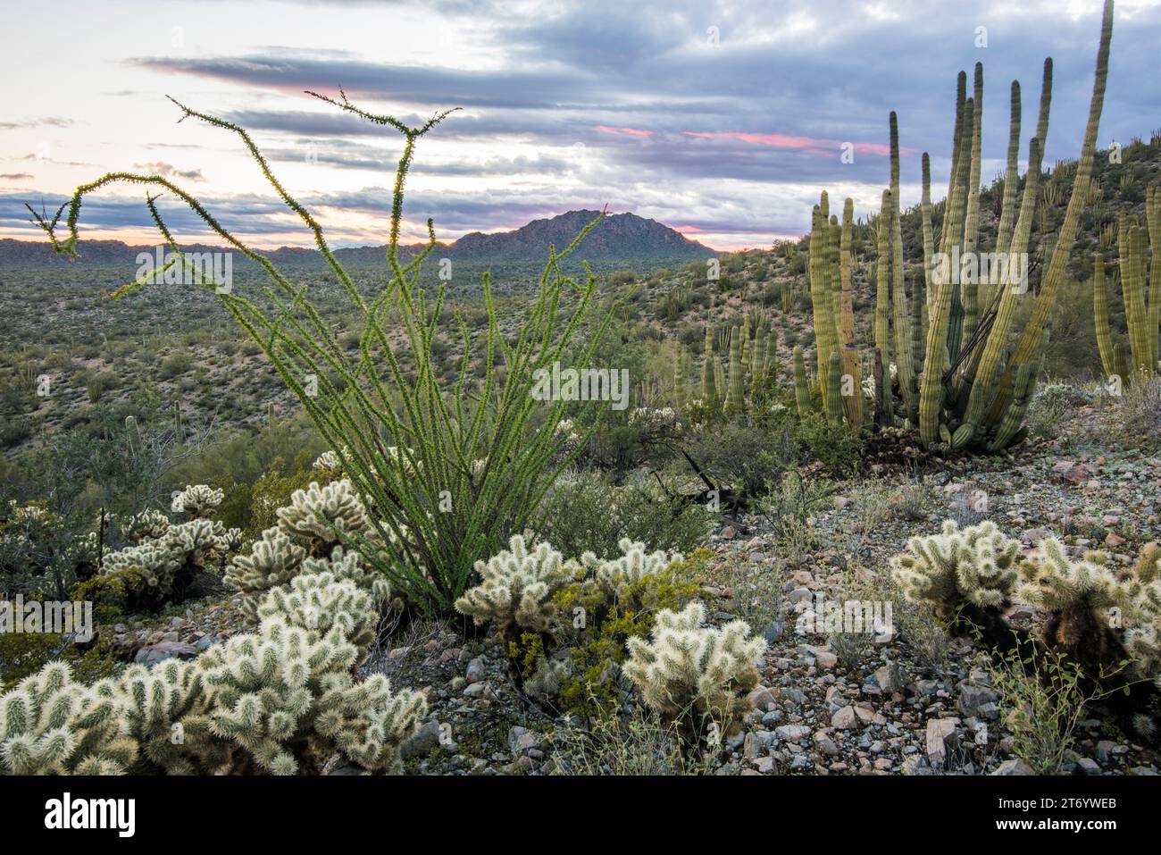 Vista panoramica dell'habitat del deserto di Sonora, Organ Pipe Cactus National Monument, Ajo, Lukeville, Arizona, USA Foto Stock