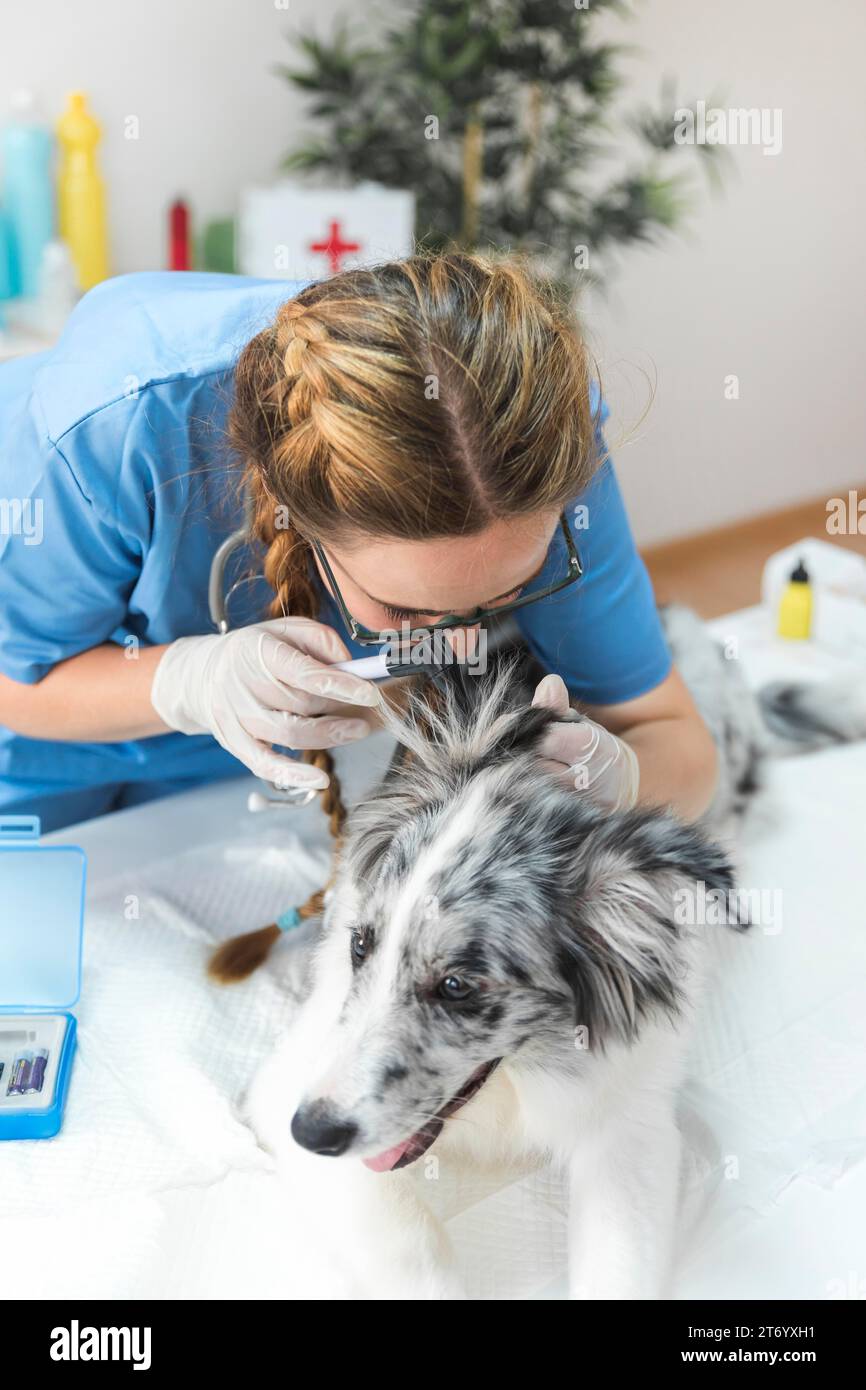 Veterinario che conduce l'orecchio di cane di ispezione con otoscopio Foto Stock