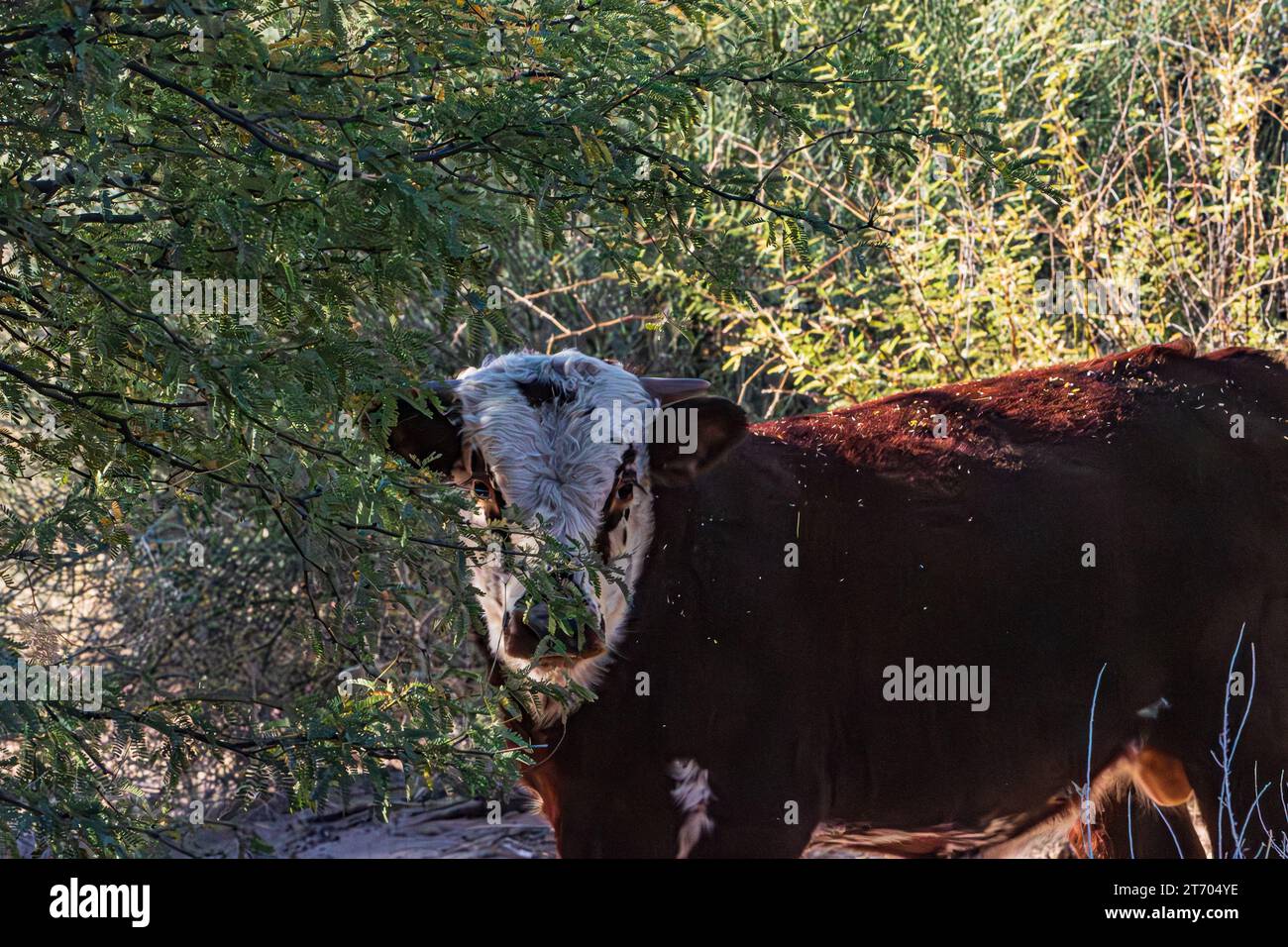 Sì, sono Una mucca selvatica nella Terra dei cavalli selvaggi Foto Stock