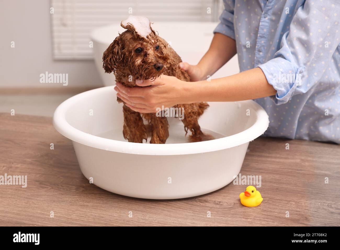 Donna che lavava il carino cane Maltipoo nel bacino al chiuso. Adorabile animale domestico Foto Stock