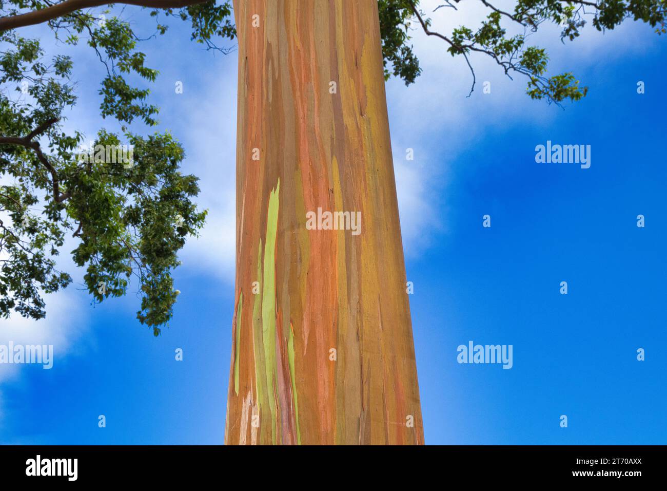 Guarda un albero di eucalipto arcobaleno su Maui. Foto Stock