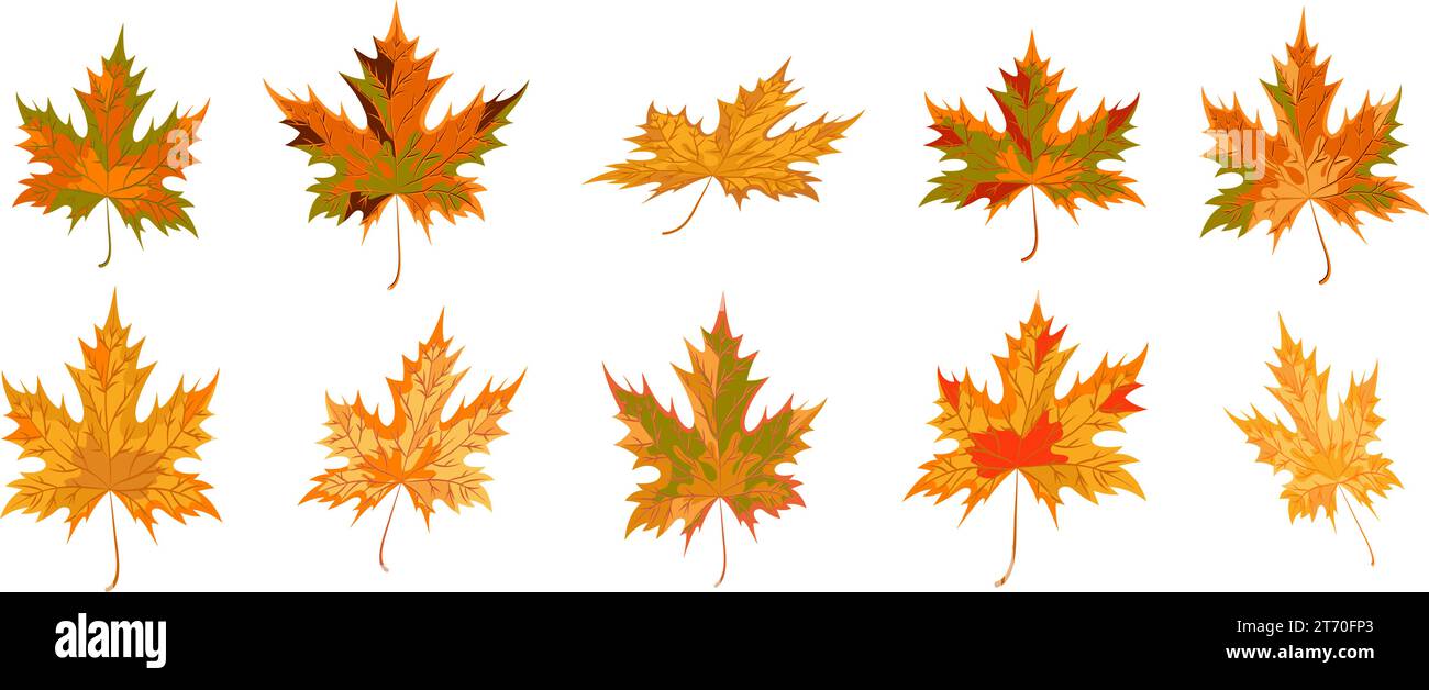 Raccolta di foglie d'acero in posizioni diverse. Foglie d'acero isolate. Stile cartoni animati. Colori arancione, giallo, verde, marrone, dorato. Serie di vettori Illustrazione Vettoriale