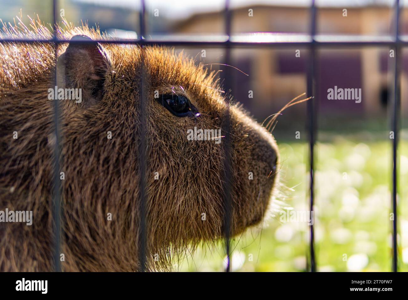 Capybara dietro la gabbia in una riserva faunistica protezione degli animali la mattina presto forte retroilluminazione Foto Stock