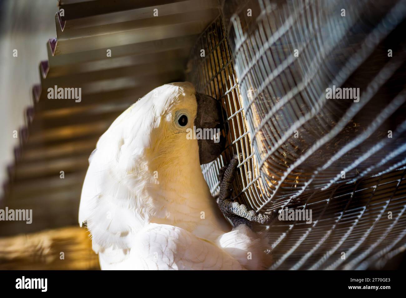 cockatoo che affina il becco su una gabbia dello zoo Foto Stock