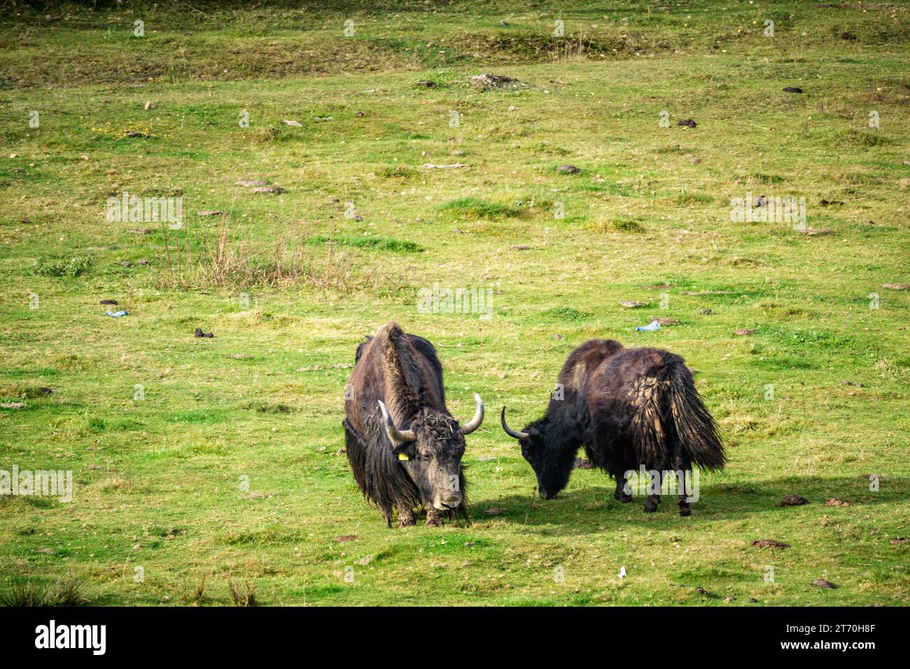 Due yak selvatici (Bos mutus) che pascolano sullo spazio di copia di sfondo erba Foto Stock