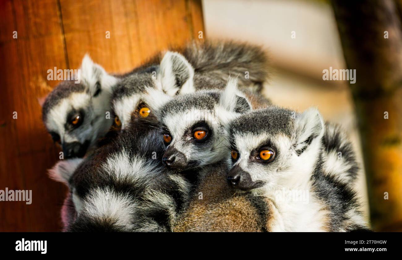 La famiglia Lemuridae con la coda ad anello riposa all'aperto Foto Stock