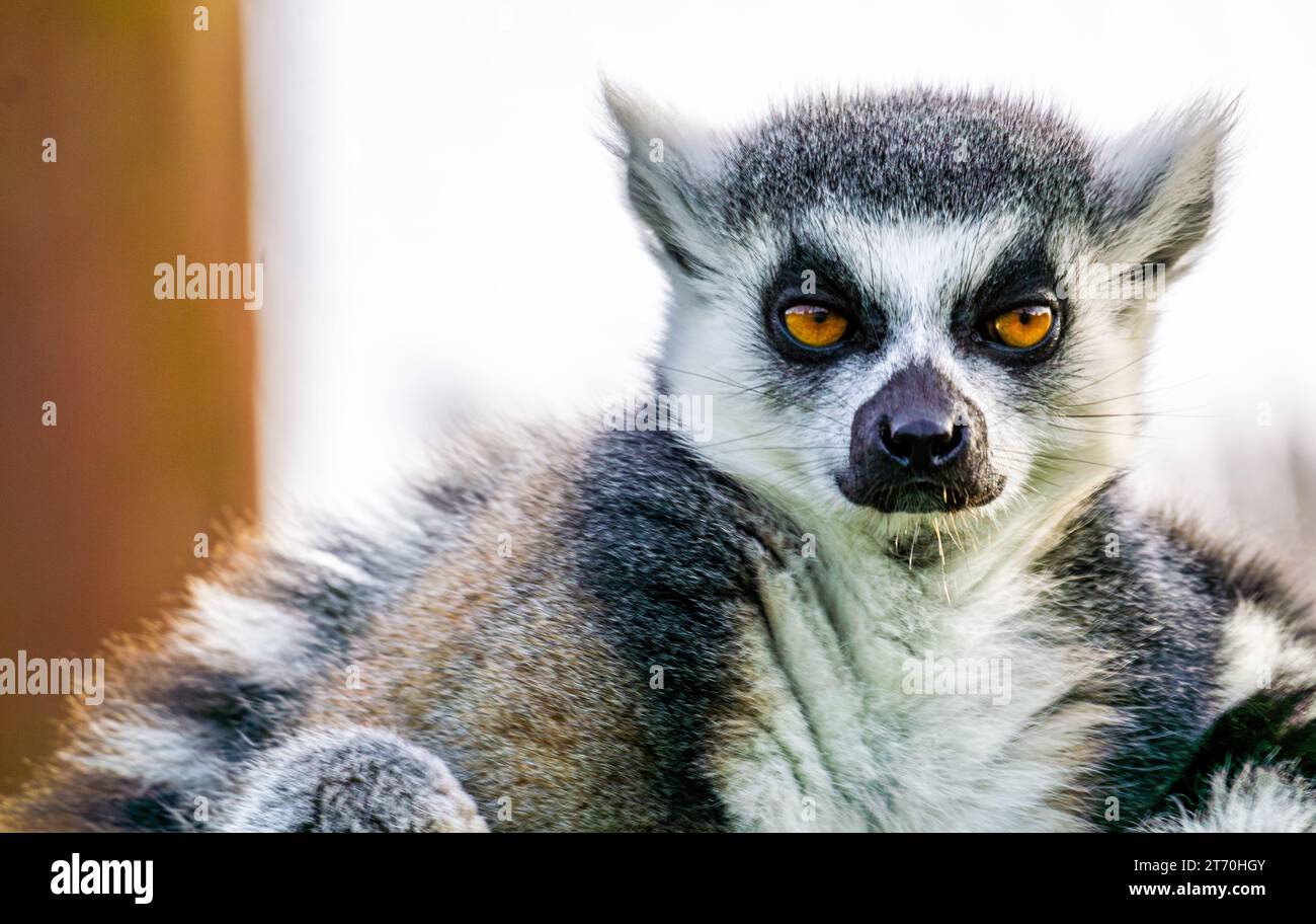 Primo piano profilo di Lemur Catta che guarda all'aperto Foto Stock